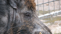prase divoké wild-boar-14157 1280